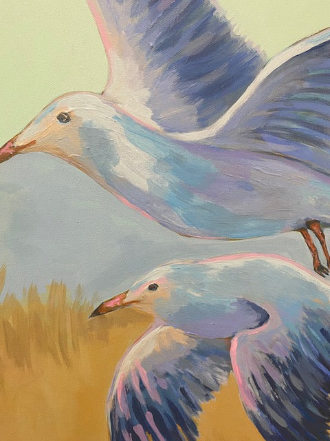 Soaring Seagulls