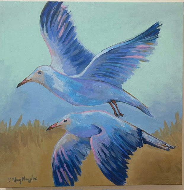 Soaring Seagulls